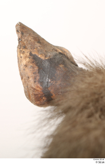 Striped Hyena Hyaena hyaena ear 0014.jpg